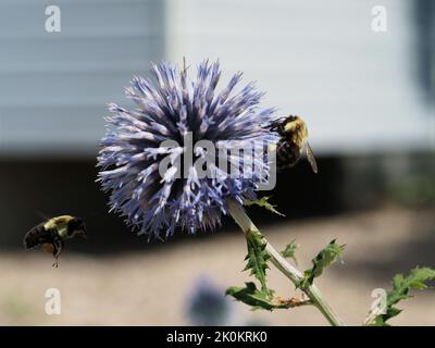 Zwei Hummeln sammeln Pollen von einer Kugeldistel (Echinops ritro) in einem Garten in Ottawa, Ontario, Kanada. Stockfoto
