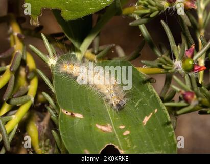 Es gibt viele Arten von parasitären Wespen, die sich darauf spezialisiert haben, Eier auf neu geschlüpfte Raupen zu legen, wie diese Raupe der Zigeunermoten. Stockfoto