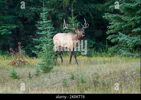 Ein großer Bullenelch wapiti, der am Rand des Busches bullt. Stockfoto