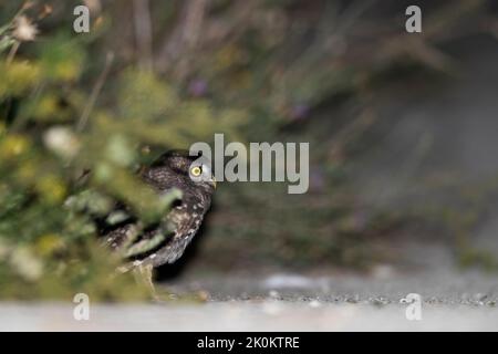 Junge Eule fotografiert in der Nacht im Sommer Stockfoto