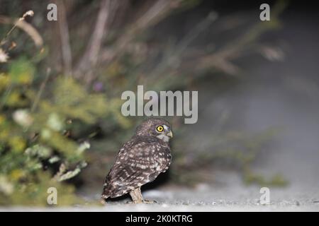 Junge Eule fotografiert in der Nacht im Sommer Stockfoto