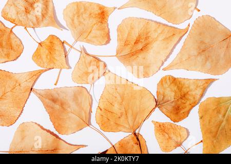 Gelbe Herbstblätter auf weißem Hintergrund im Sonnenlicht. Herbstkonzept. Draufsicht. Stockfoto