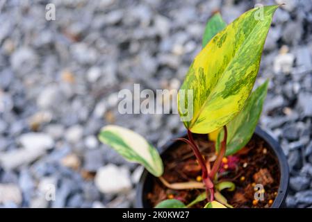 Philodendron Red Emerald / Philodendron Stawberry Shake Stockfoto