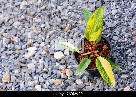 Philodendron Red Emerald / Philodendron Stawberry Shake Stockfoto