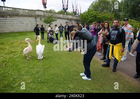 Im St. James’s Park im Zentrum von London versammeln sich Menschen um Pelikane vor den Feierlichkeiten zum Platin-Jubiläum. Stockfoto