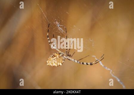 Gelappte Argiope, Argiope lobata Spinne im Netz, weiblich und männlich. Spanien. Stockfoto