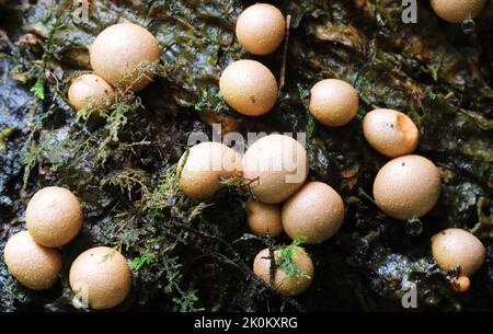 Lycogala epidendrum - Schleimschimmel aus Wolfmilch Stockfoto