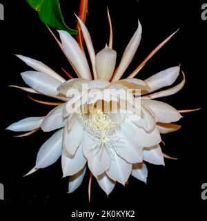 Königin der Nacht (Epiphyllum oxypetalum) blüht nur nachts und dann nur sehr selten. Die Blumen dauern nur eine Nacht und verwelken vor der Morgendämmerung. Stockfoto