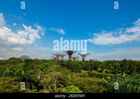 Landschaftsansicht von Gardens by the Bay und OCBC Supertree Grove, umgeben von Wald, grünen Bäumen und Pflanzen im Vordergrund. Singapur. Stockfoto