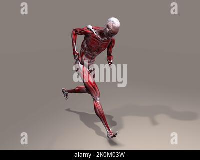 Männliche Muskulatur in Aktion. 3D Rendern Stockfoto
