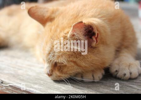 schlafende Katze auf Holzbank Stockfoto