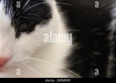 Halbportrait schwarz-weiße Katze Stockfoto