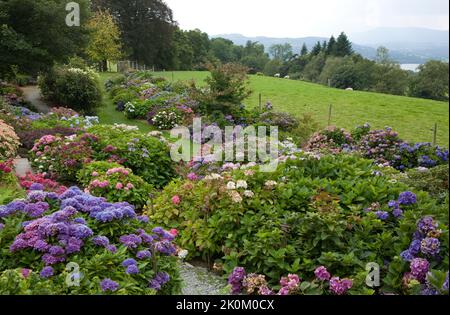 Die nationale Sammlung von Hydrangea in den Holehird Gardens. Windermere, Lake District, Cumbria, England, Großbritannien Stockfoto