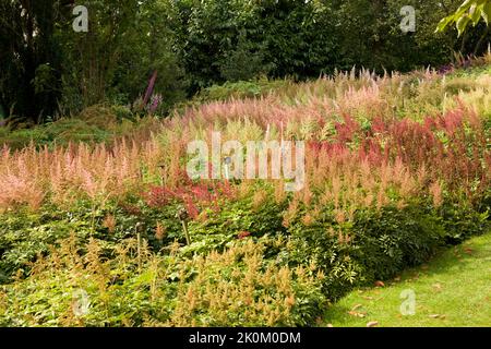 Die nationale Astilbe-Pflanzensammlung in den Holehird Gardens. Windermere, Lake District, Cumbria, England, Großbritannien Stockfoto