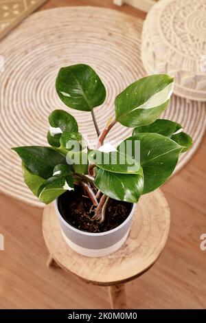 Tropische Zimmerpflanze „Philodendron White Knight“ auf dem Tisch Stockfoto