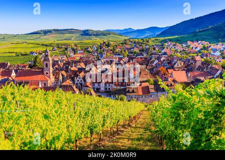 Riquewihr, Frankreich. Landschaft mit Weinbergen in der Nähe des historischen Dorfes. Die Elsässische Weinstraße. Stockfoto