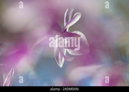 Abschluss der Apfelblüte Stockfoto