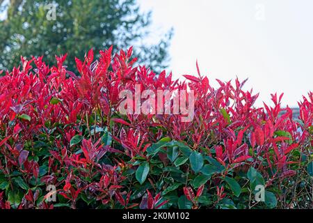 Photinia - Rotkehlchen - Hecke Stockfoto