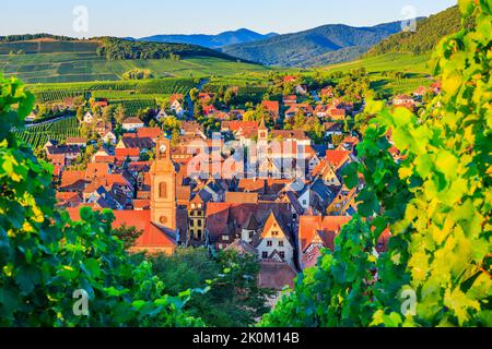 Riquewihr, Frankreich. Landschaft mit Weinbergen in der Nähe des historischen Dorfes. Die Elsässische Weinstraße. Stockfoto