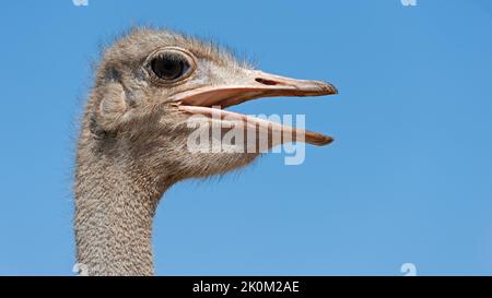 Gewöhnlicher Strauß ( Struthio camelus) Kgalagadi Transfrontier Park, Südafrika Stockfoto