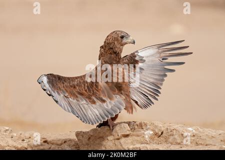 Bateleur (Terathopius ecaudatus) Kgalagadi Transfrontier Park, Südafrika Stockfoto