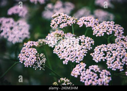 Rosa Schafgarbe blüht, Achillea Millefolium Pflanzen im Feld Stockfoto