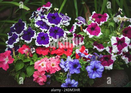 Garten Petunien, Petunia hybrida lila rot blau weiß Blumen im Hinterhof Blumenbeet Stockfoto