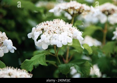 Viburnum opulus, Europäische Hochbusch-Preiselbeere, weiße Blüten der Guelderrose in der Nähe Stockfoto