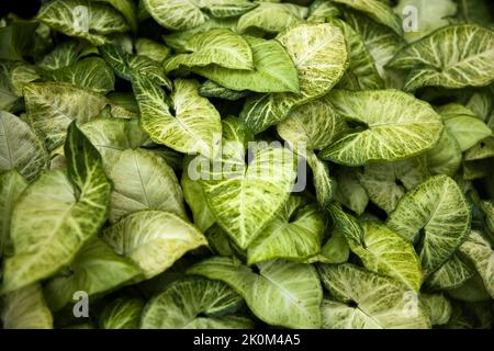 Pfeilspitzenrebe (Syngonium podophyllum) von Bali Island, Indonesien Stockfoto