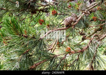 Pinecone & Nadeln der nordamerikanischen Lodgepole-Kiefer, Pinus contorta var latifolia. Stockfoto