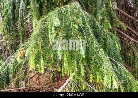 Ein Zweig der nordamerikanischen Trauerfichte, Picea breweriana. Stockfoto
