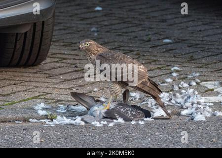 Nahaufnahme eines eurasischen Sparrowhawks (Accipiter nisus), der sich in einer städtischen Umgebung, Großbritannien, an einer toten Taube ernährt.