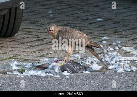 Nahaufnahme eines eurasischen Sparrowhawks (Accipiter nisus), der sich in einer städtischen Umgebung, Großbritannien, an einer toten Taube ernährt. Stockfoto