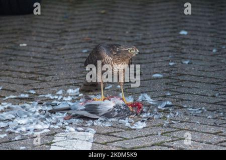 Nahaufnahme eines eurasischen Sparrowhawks (Accipiter nisus), der sich in einer städtischen Umgebung, Großbritannien, an einer toten Taube ernährt. Stockfoto