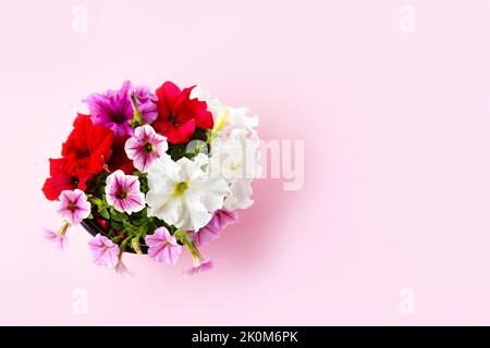 Rote, violette, rosa und weiße Petunia-Blüten auf einem rosa Hintergrund Stockfoto