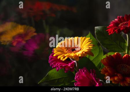 Schöner Gerbera Blumenstrauß und ihre verschwommene Reflexion. Alles gute zum Geburtstag Karte Hintergrund. Stockfoto