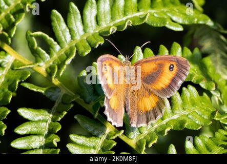 Männlicher Torwartschmetterling (Pyronia tithonus), der auf Bracken in Moorland, West Yorkshire, Großbritannien, thront Stockfoto