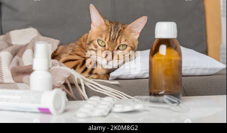 Eine kranke Katze liegt auf der Couch, eingewickelt in eine Decke. Bengalkatze mit Grippe- oder Erkältungssymptomen wird zu Hause behandelt. Konzept für Winterkälte und Grippe. Stockfoto