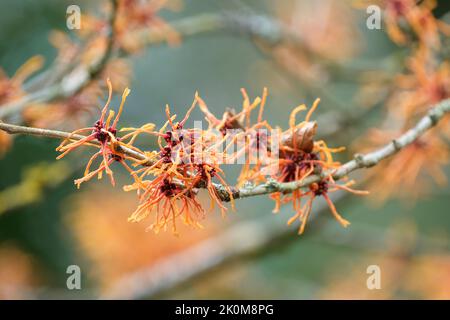 Hamamelis × intermedia 'Aphrodite', Hamamelis 'Aphrodite'.große, leicht duftende, orange-gelbe Blüten, die sich bis orange schattieren Stockfoto