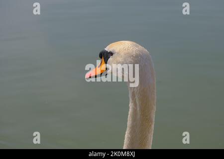 Ein schönes Schwanenpaar, das in der Nachmittagssonne bei Abenberg in Bayern auf der Nahrungssuche ist. Ihre Farben so klar und anmutig, mit vielen Wassertropfen. Stockfoto