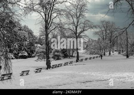 Ein kalter Wintertag mit Schnee bedeckt Äste und Reihen von hölzernen Parkbänken, Valley Gardens, Harrogate, Großbritannien. Stockfoto