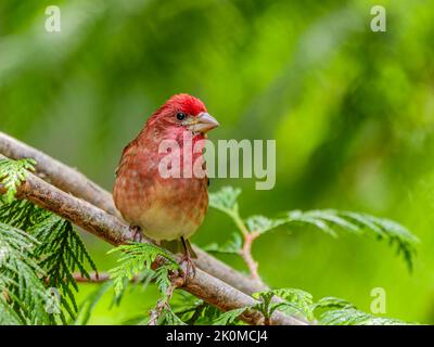 Ein männlicher Purpurfink (Haemorhous pureus), der auf einem Ast in einem Zedernbaum thront Stockfoto