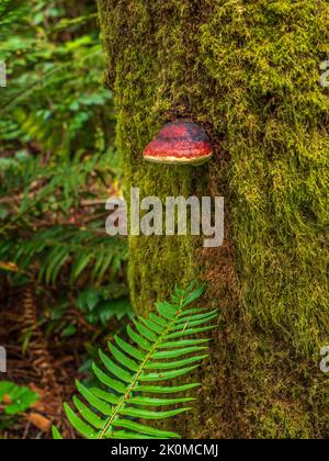 Ein Rotgurted Conk (Fomitopsis mounceae), der auf einem moosbedeckten Baumstamm wächst. Diese Art war früher als Fomitopsis pincola bekannt. Stockfoto