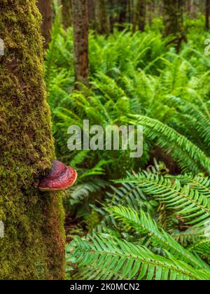 Ein Rotgurted Conk (Fomitopsis mounceae), der auf einem moosbedeckten Baumstamm wächst. Diese Art war früher als Fomitopsis pincola bekannt. Stockfoto