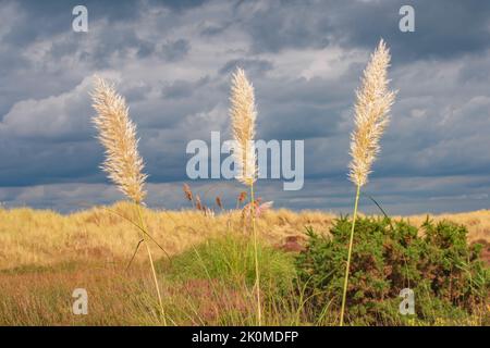 Drei große goldene Pampas Gräser stehen hoch gegen die Brise und einen brütenden Himmel an den Sandbanks Dünen Dorset England Stockfoto