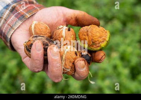 Ein Mann hält eine ganze Walnuss in den Händen. Ernte. Vollwalnut, gesundes Bio-Food-Konzept Stockfoto