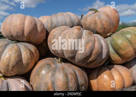 Märchenkürbisse, die auf dem lokalen Bauernmarkt ausgestellt sind, sind bereit für Halloween und Thanksgiving. Stockfoto