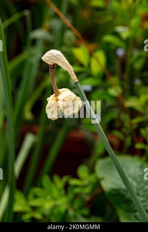 Verblassende Daffodil-Blüte als natürliche Strukturpflanze Stillleben Stockfoto