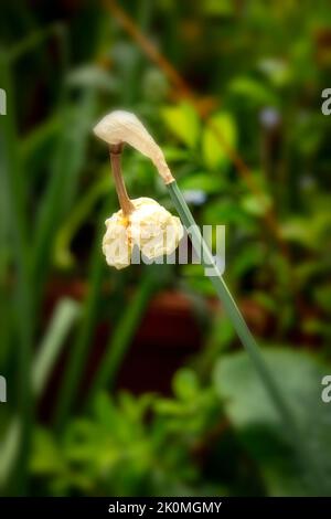 Verblassende Daffodil-Blüte als natürliche Strukturpflanze Stillleben Stockfoto