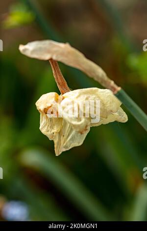 Verblassende Daffodil-Blüte als natürliche Strukturpflanze Stillleben Stockfoto